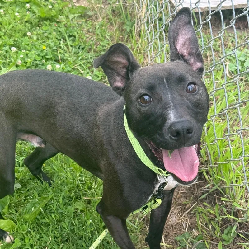 An adult medium-sized male Black Mixed Breed dog named Dante for adoption in Owosso, MI