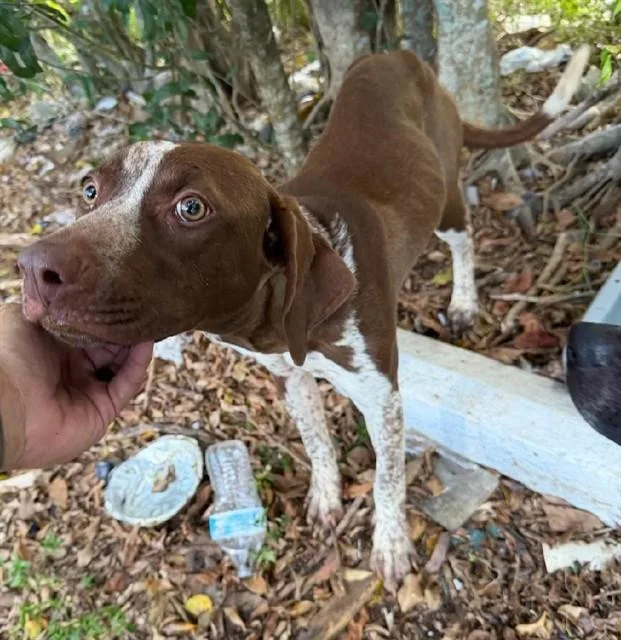 A young large-sized female Pointer dog named Leeloo for adoption in Fort Lauderdale, FL