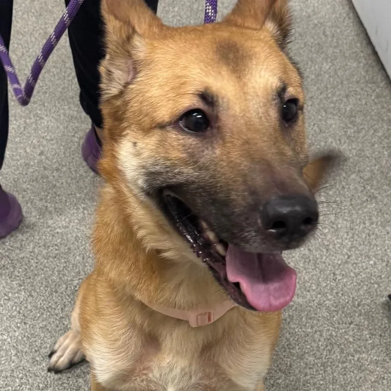 An adult medium-sized female Yellow / Tan / Blond / Fawn Shepherd dog named Grenadine for adoption in Matteson, IL