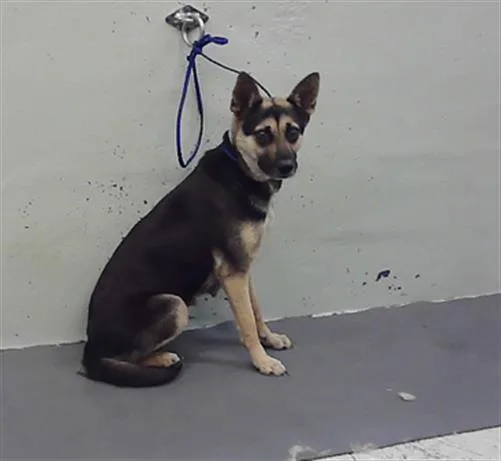 An adult medium-sized female German Shepherd Dog dog named Bandit for adoption in Houston, TX