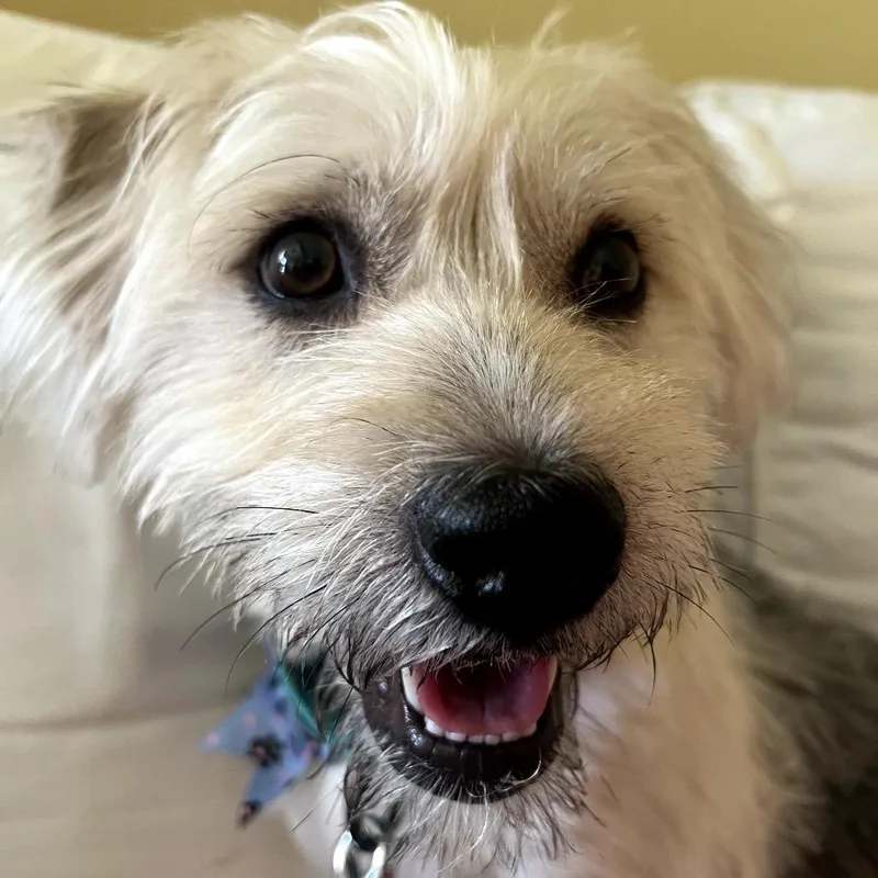 A young small-sized male Terrier dog named Junior for adoption in San Diego, CA