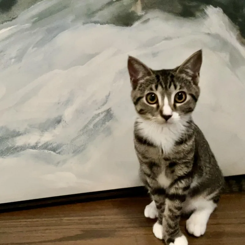 A baby medium-sized female Tabby (Brown / Chocolate) Domestic Short Hair cat named Kiki for adoption in Los Angeles, CA