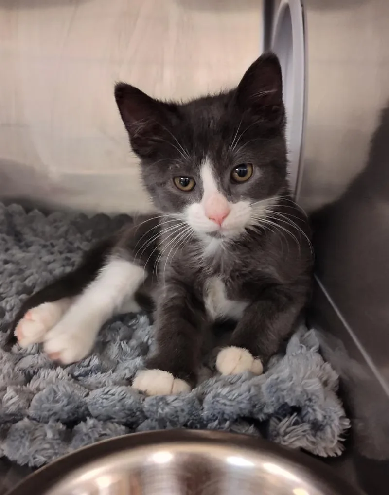 A baby small-sized female Domestic Short Hair cat named Amanda for adoption in Grand Forks, ND