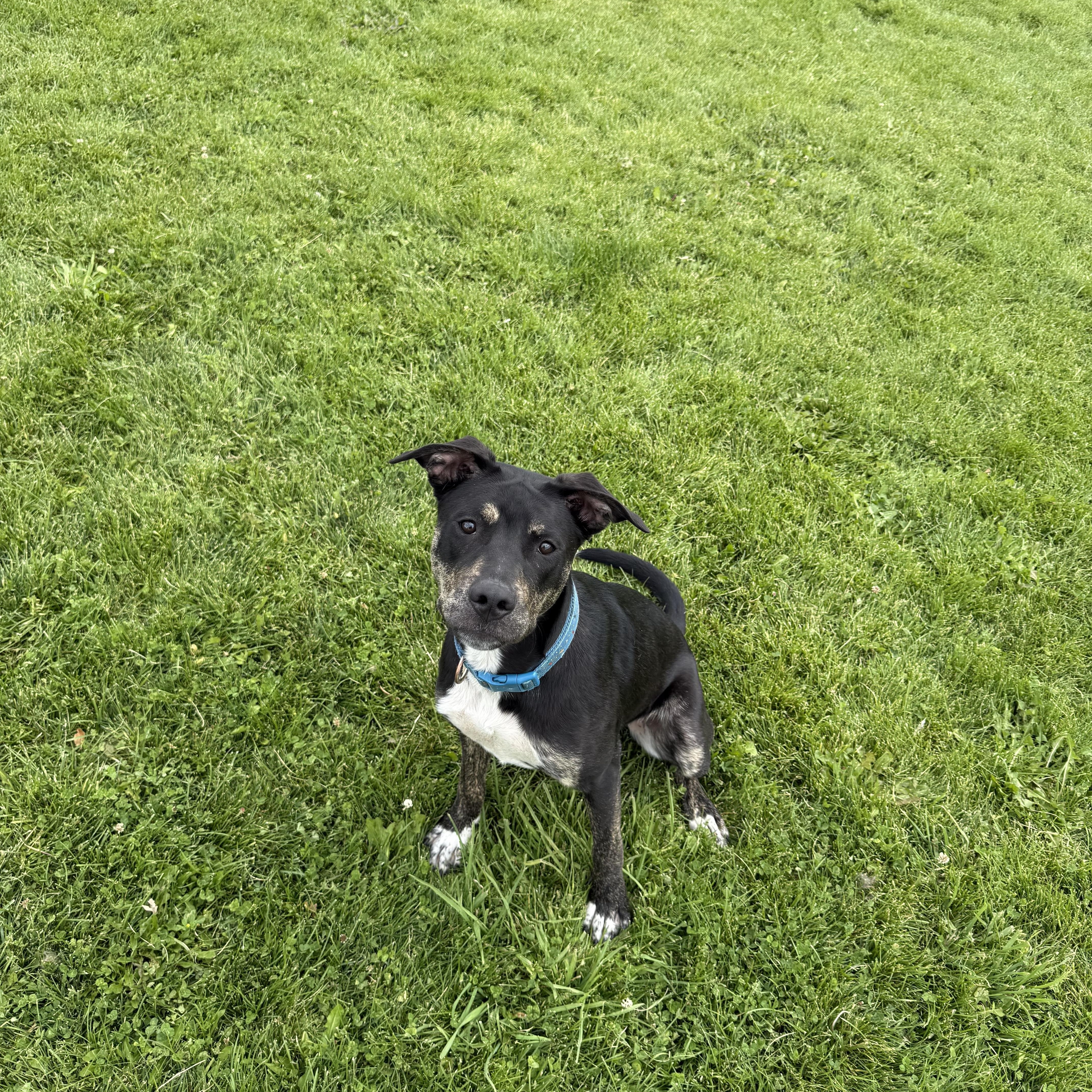 Toby thumbnail 3