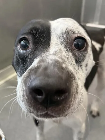 An adult medium-sized female Mixed Breed dog named Dollie for adoption in West Chester, PA