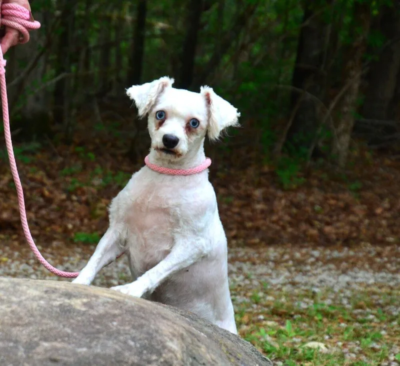 An adult small-sized female White / Cream Schnauzer dog named Dolly for adoption in Willingboro, NJ