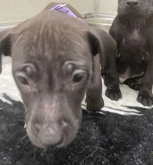 A baby large-sized female Labrador Retriever dog named Irene for adoption in Victorville, CA