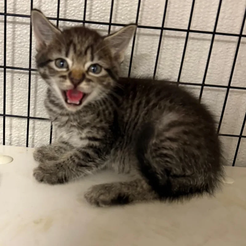 A baby small-sized female Gray / Blue / Silver Domestic Short Hair cat named Riot Ruby for adoption in Columbiana, AL