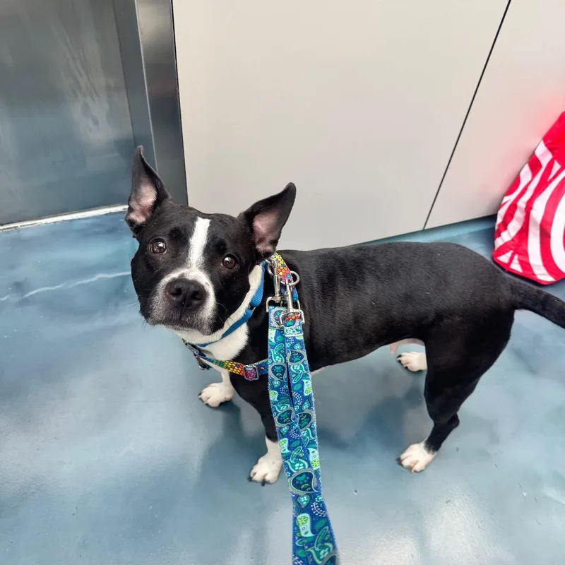 An adult medium-sized female Black Boston Terrier dog named Andy Sachs for adoption in Jersey City, NJ