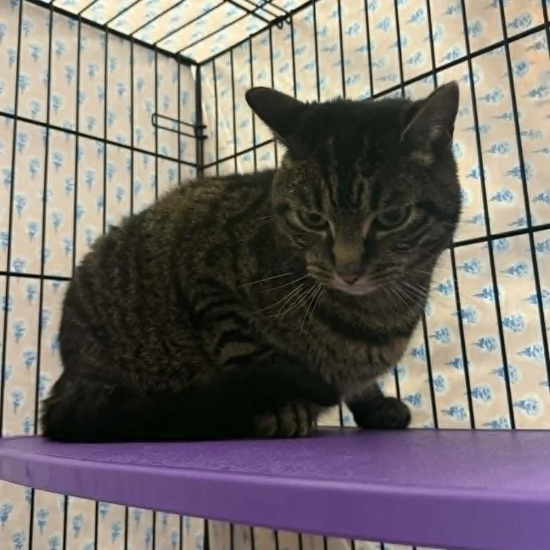 An adult medium-sized male Brown / Chocolate Domestic Short Hair cat named Hank for adoption in Saugerties, NY