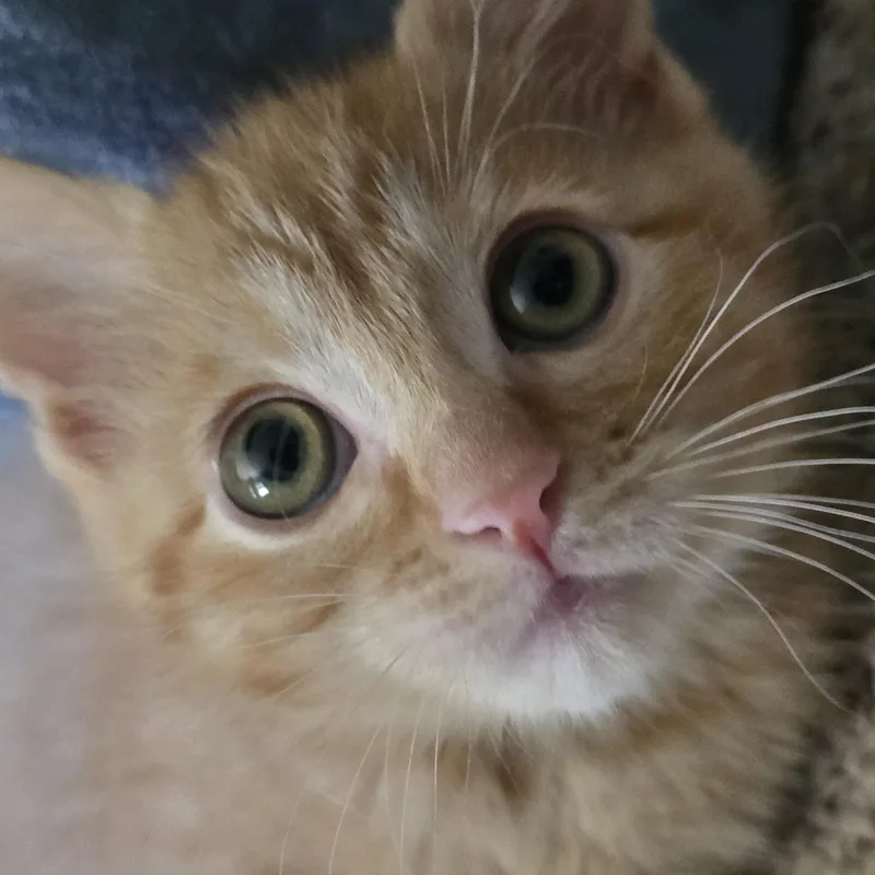 A baby medium-sized male Tabby (Orange / Red) Tabby cat named Mochi for adoption in Midvale, UT