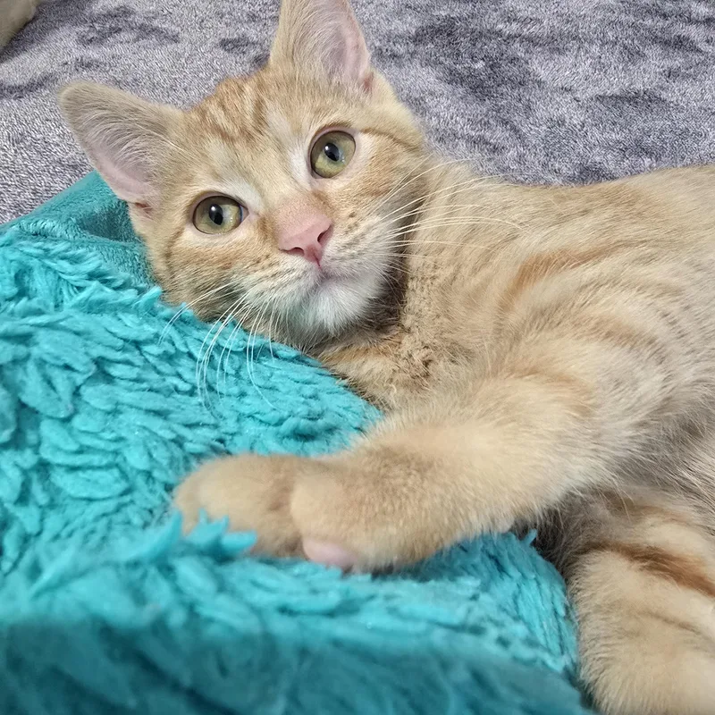 Mochi thumbnail 3