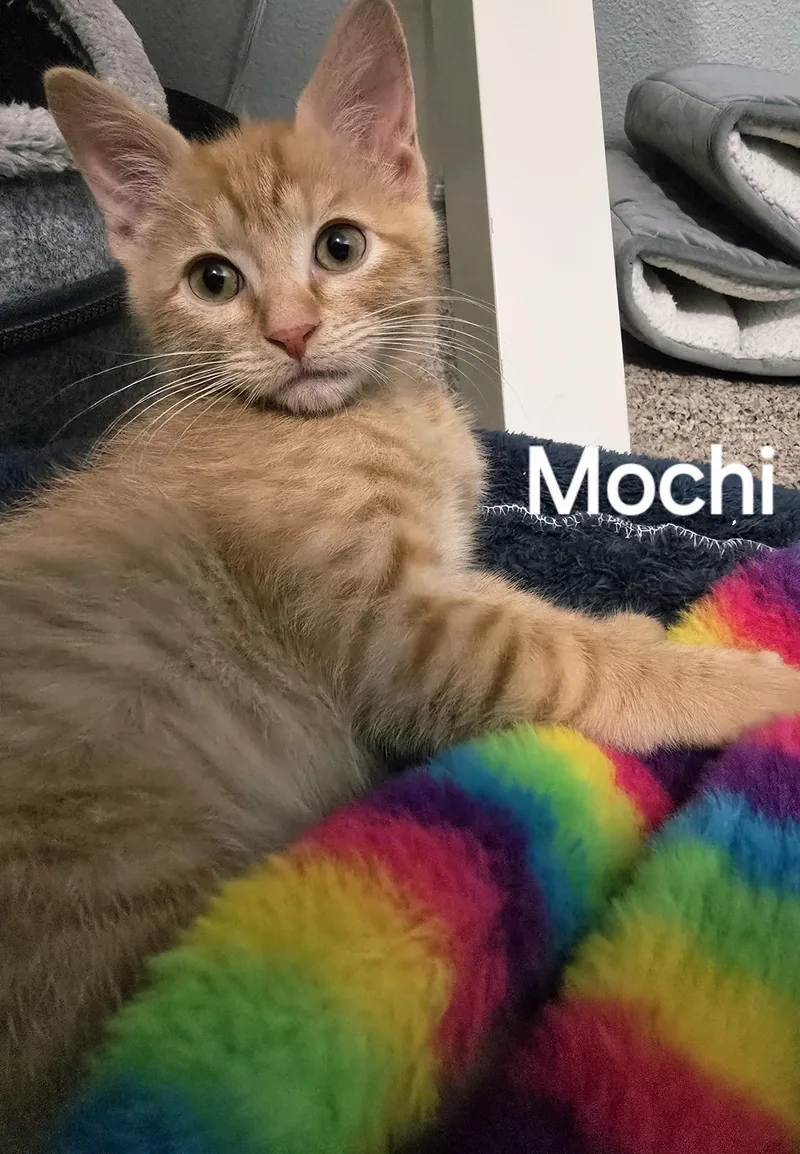 Mochi thumbnail 5
