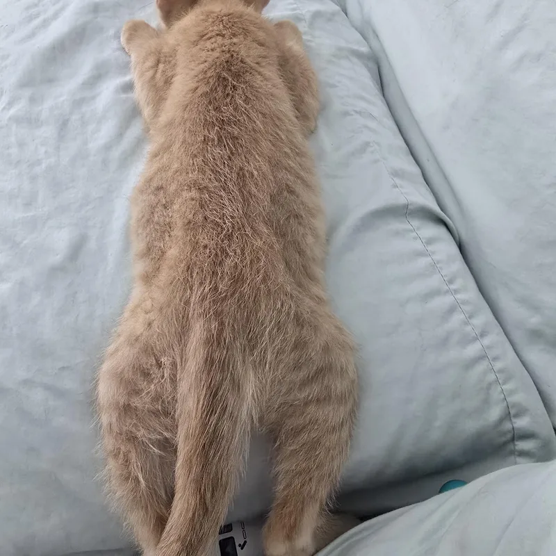 Mochi thumbnail 6