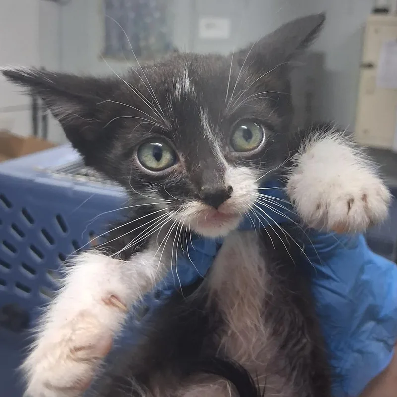 A baby small-sized male Black Domestic Short Hair cat named Butte for adoption in Summerville, SC