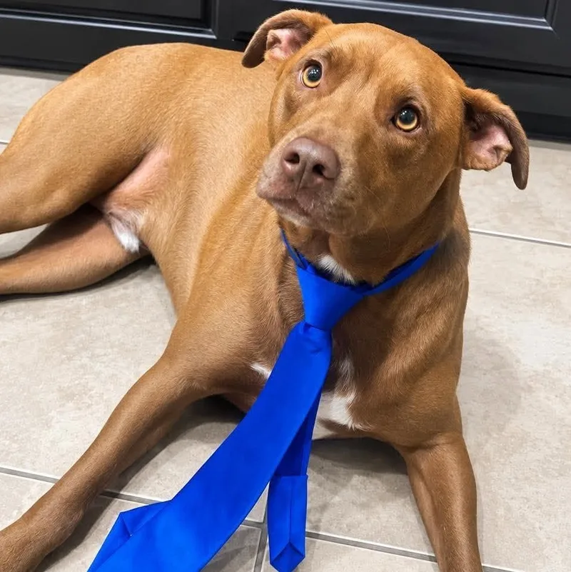 An adult medium-sized male Catahoula Leopard Dog dog named Royce for adoption in Corpus Christi, TX