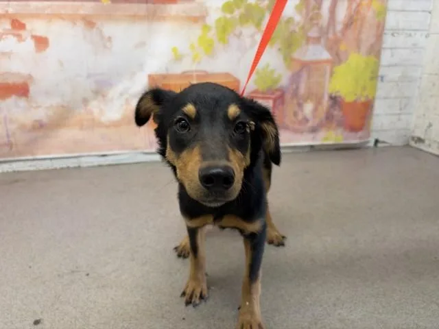 A young small-sized male Rottweiler dog named Austin for adoption in San Bernardino, CA