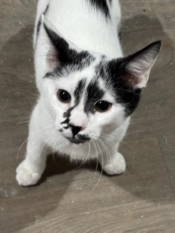 Nicholas thumbnail 3