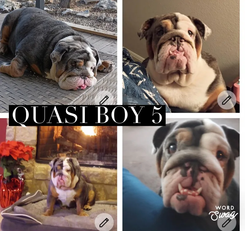 Quasi boy thumbnail 3