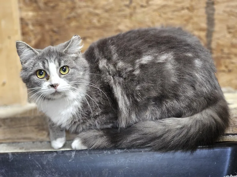 Sassy Girl thumbnail 3