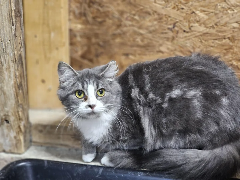 Sassy Girl thumbnail 4