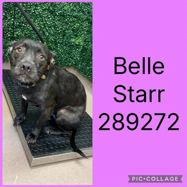 A young medium-sized female Mixed Breed dog named Belle Starr for adoption in Macon, GA