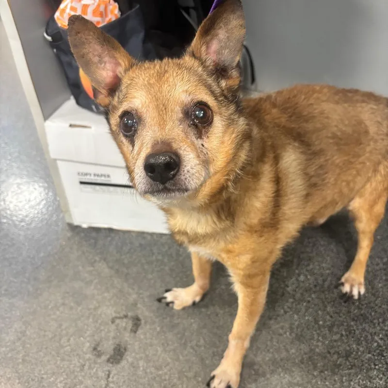 A senior small-sized male Yellow / Tan / Blond / Fawn Mixed Breed dog named Tanner for adoption in Allentown, PA