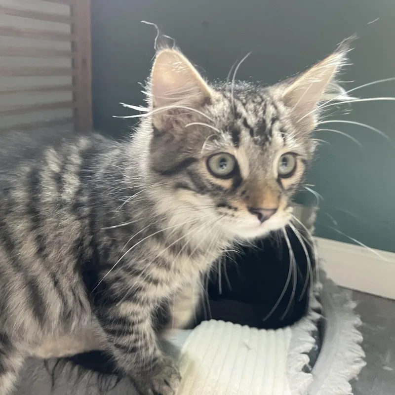 A baby small-sized male Brown / Chocolate Domestic Short Hair cat named Flauta for adoption in Medina, OH