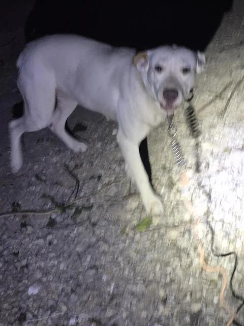 A young large-sized female American Staffordshire Terrier dog named Margie for adoption in San Antonio, TX