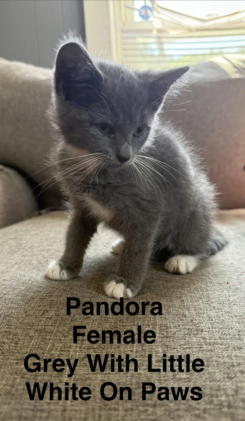 Pandora