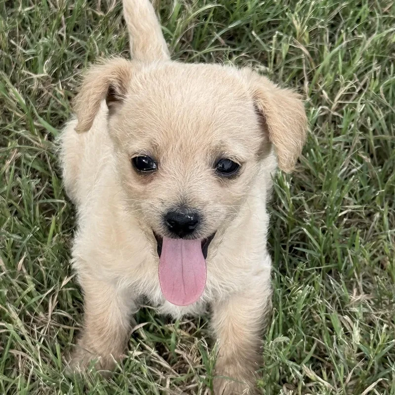 A baby small-sized female White / Cream Chihuahua dog named Preakness for adoption in Fort Worth, TX