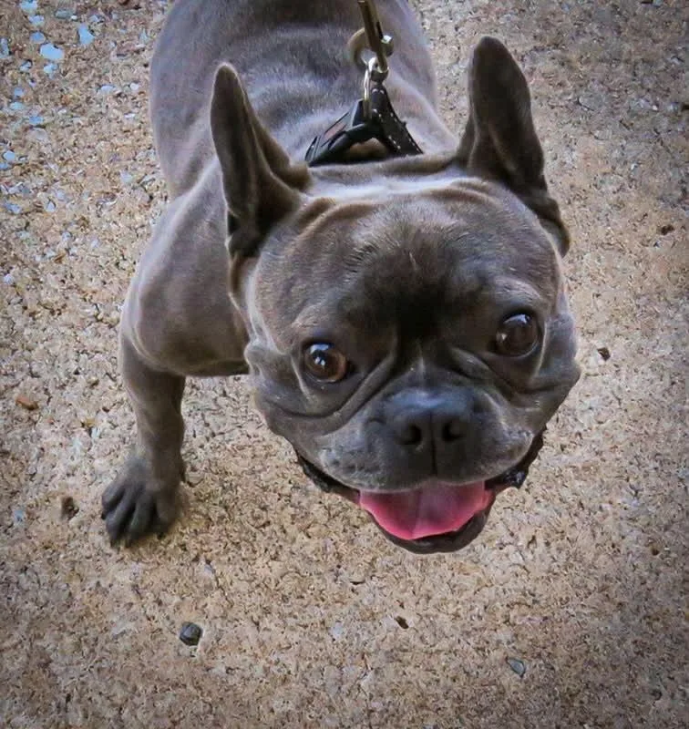 An adult small-sized male Gray / Blue / Silver French Bulldog dog named Nerf for adoption in Broken Arrow, OK