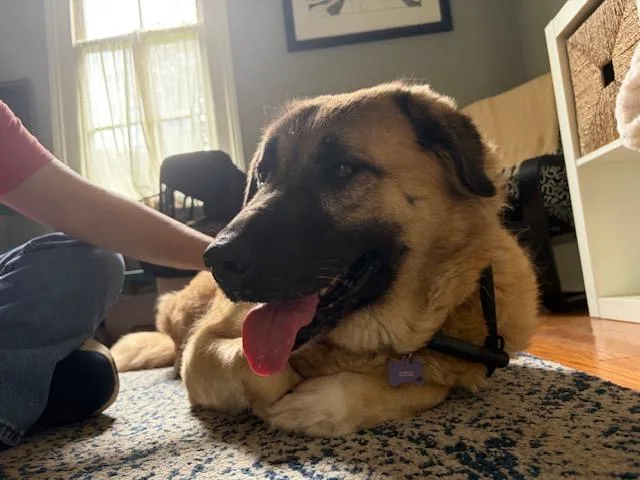 An adult large-sized male Brown / Chocolate German Shepherd Dog dog named Chelsey & Lucas for adoption in Roswell, GA