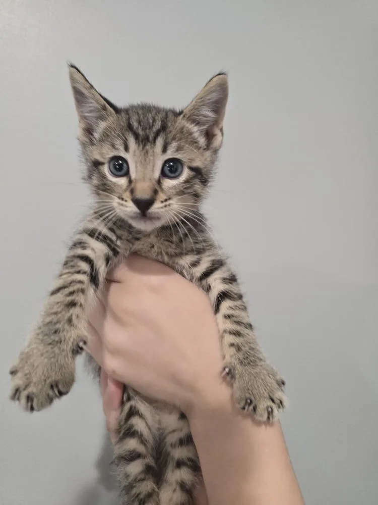 A baby small-sized male Domestic Short Hair cat named Bear Claw for adoption in Wellington, KS
