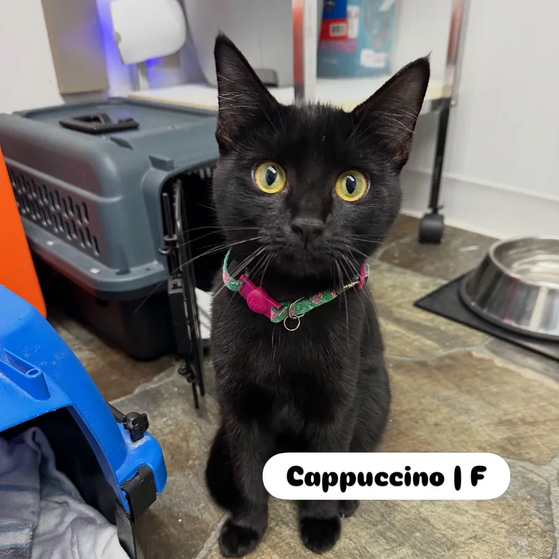 Cappuccino thumbnail 2