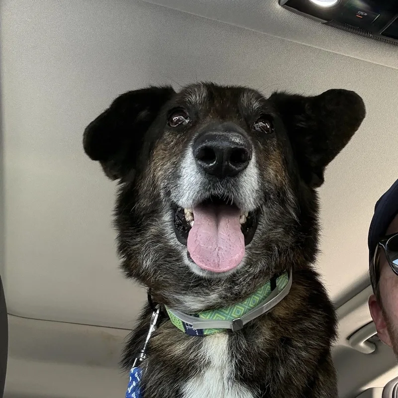 An adult medium-sized male Brindle Australian Shepherd dog named Billy for adoption in Santa Monica, CA