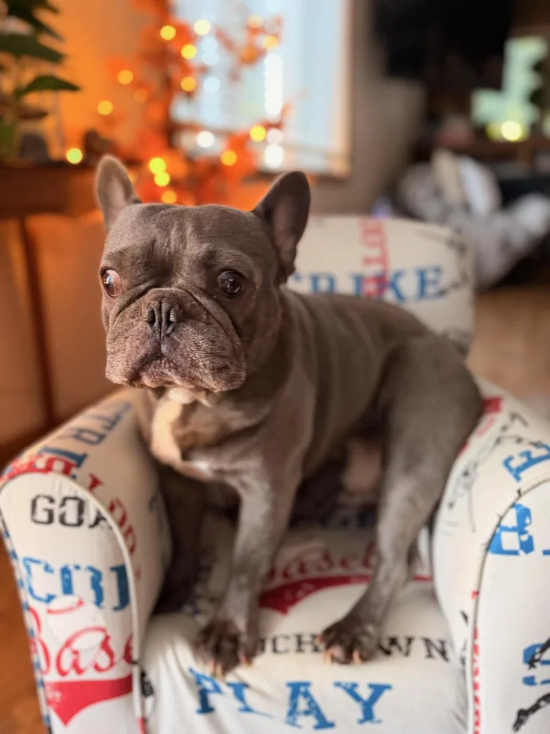 An adult small-sized male French Bulldog dog named Frisky for adoption in North Freedom, WI