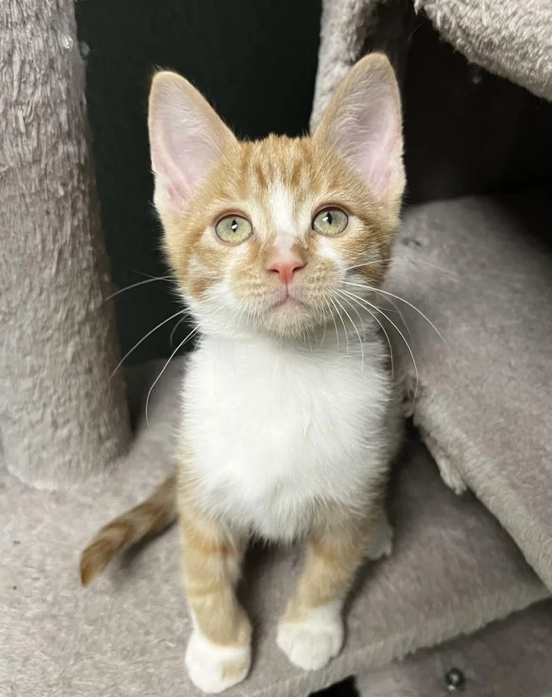 A baby small-sized female Domestic Medium Hair cat named Dove for adoption in Jamestown, CA