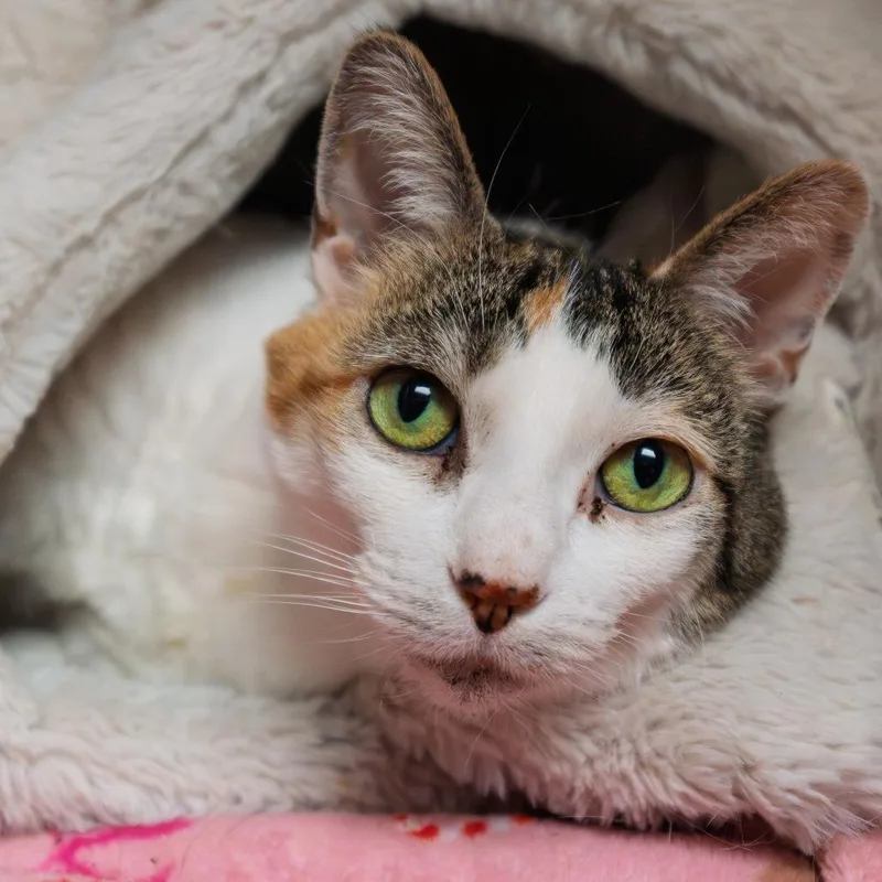 An adult large-sized female Calico Domestic Medium Hair cat named Pickles for adoption in South Elgin, IL