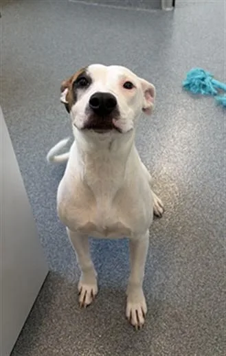 A young medium-sized female Pit Bull Terrier dog named Clever for adoption in Toledo, OH