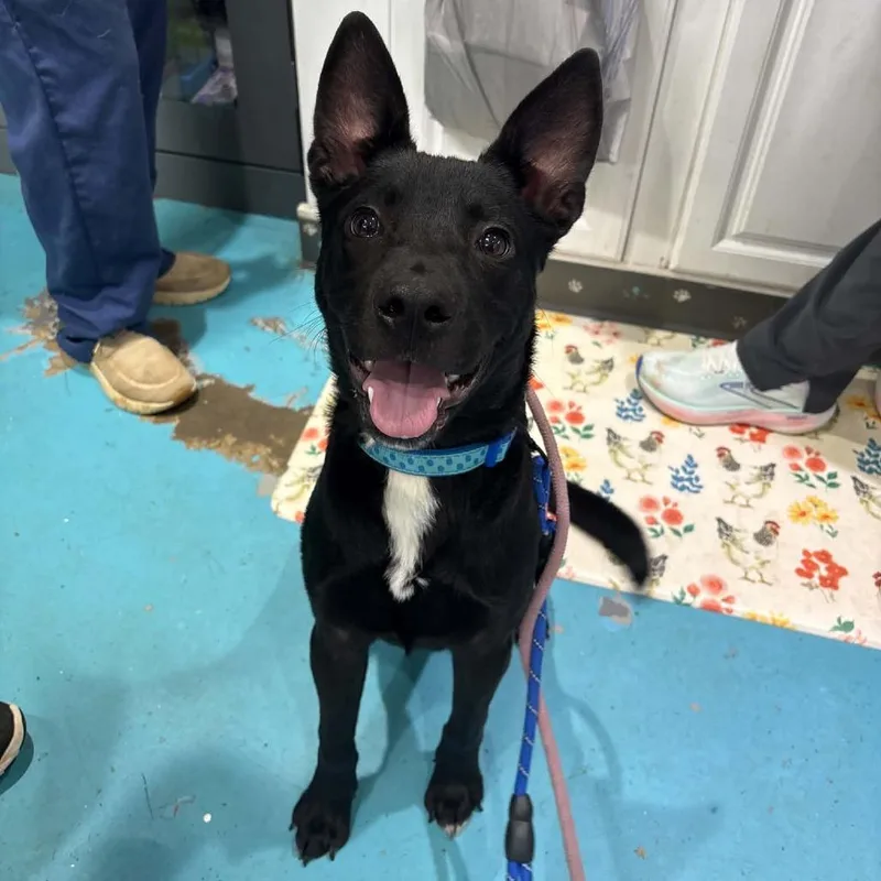 A young medium-sized male Black Mixed Breed dog named Briar for adoption in Rocky Mount, VA