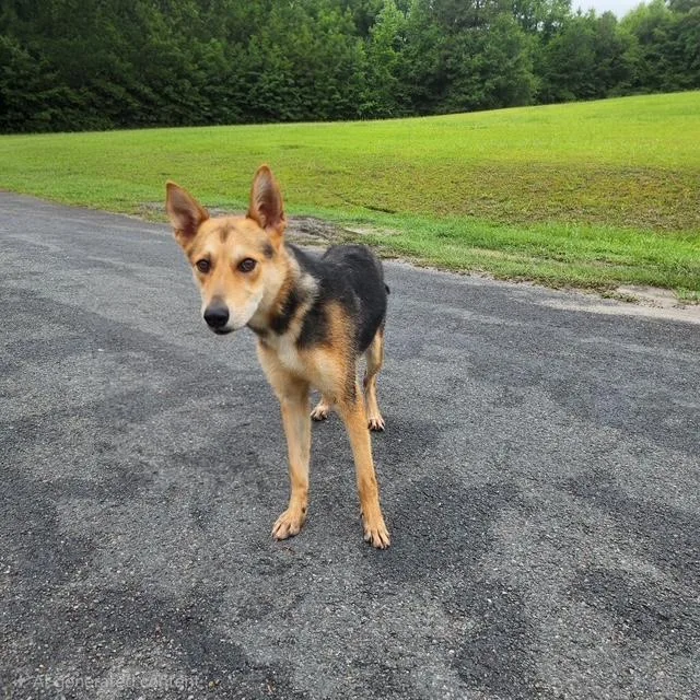 A young medium-sized male Brown / Chocolate Shepherd dog named Rocco for adoption in Manhasset, NY