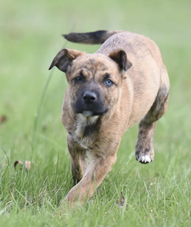 A baby small-sized female Australian Shepherd dog named Caitlin for adoption in Mechanicsburg, PA