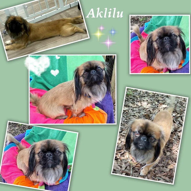 Aklilu MVT thumbnail 6