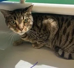 An adult small-sized male Domestic Short Hair cat named Bebe for adoption in Largo, FL