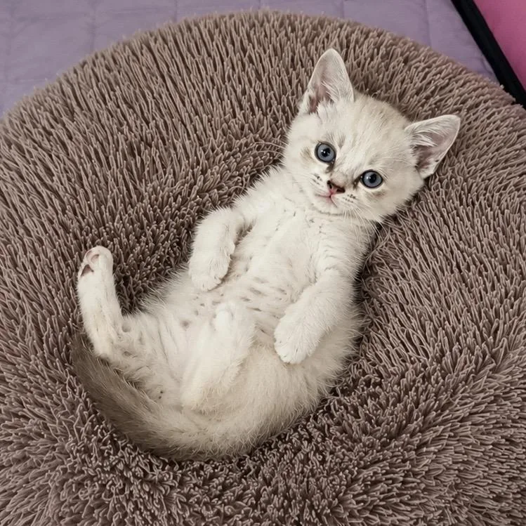 A baby small-sized female Siamese cat named Marta for adoption in Columbia, MO