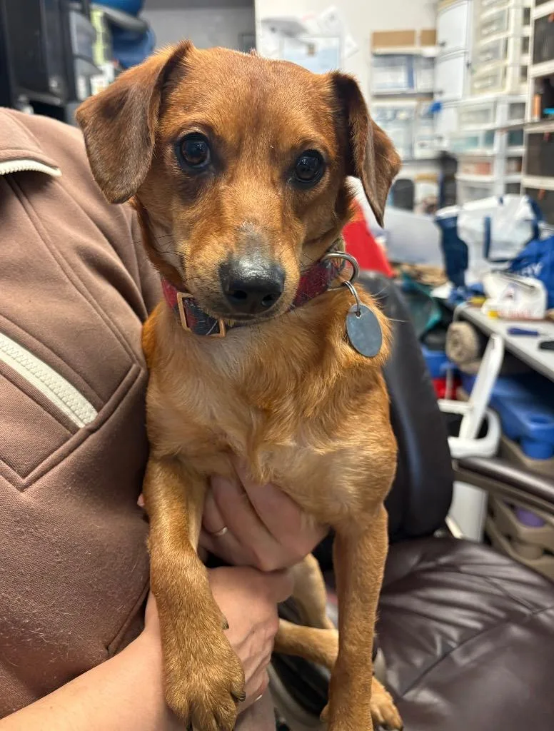 A young small-sized male Dachshund dog named Piquillo for adoption in Reno, NV