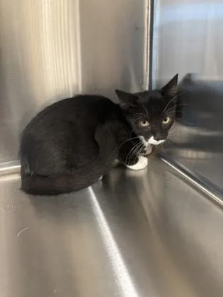 A young small-sized female Domestic Short Hair cat named Drizella for adoption in Daphne, AL