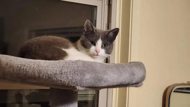 A young medium-sized male Gray & White Domestic Medium Hair cat named Lincoln for adoption in Blairsville, GA