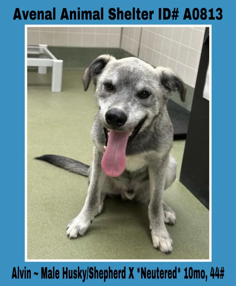 A young medium-sized male Husky dog named Alvin for adoption in Avenal, CA